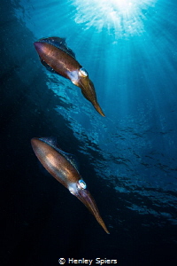 Squid City by Henley Spiers 